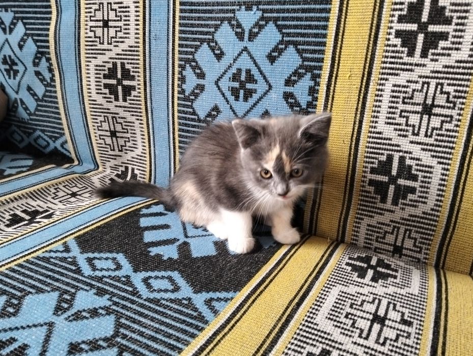 Кошенята-британці