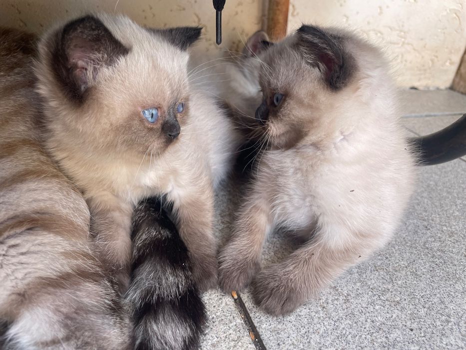 Шотландські котята