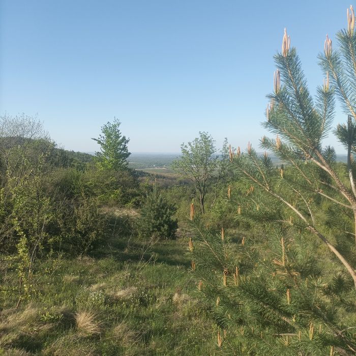 Шишки, варення з шишок з Карпат