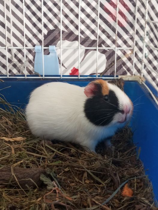 Морська свинка ...