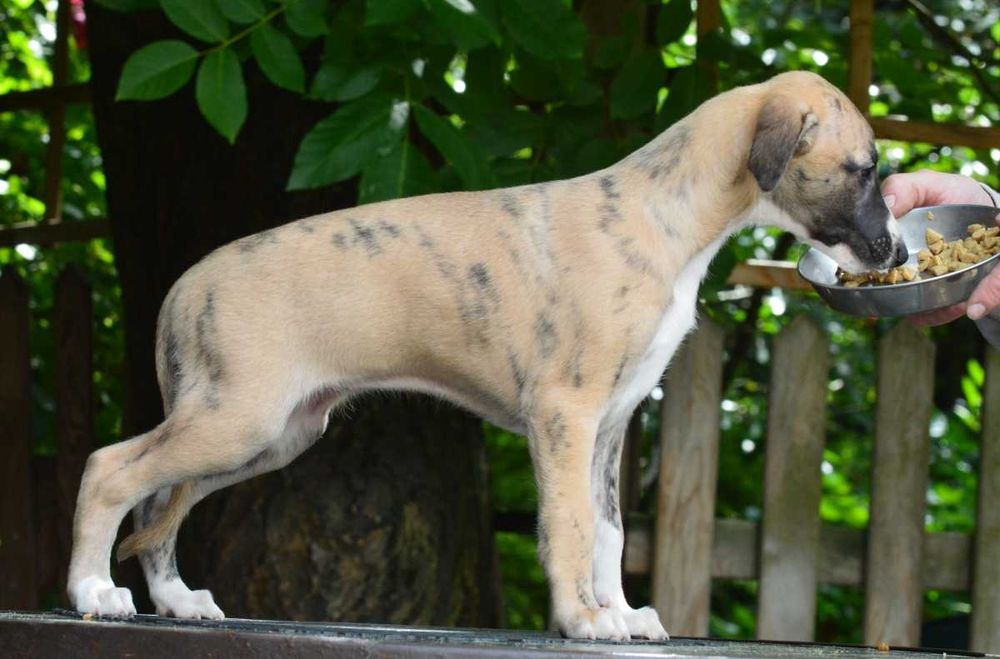 whippet - pręgowana suczka