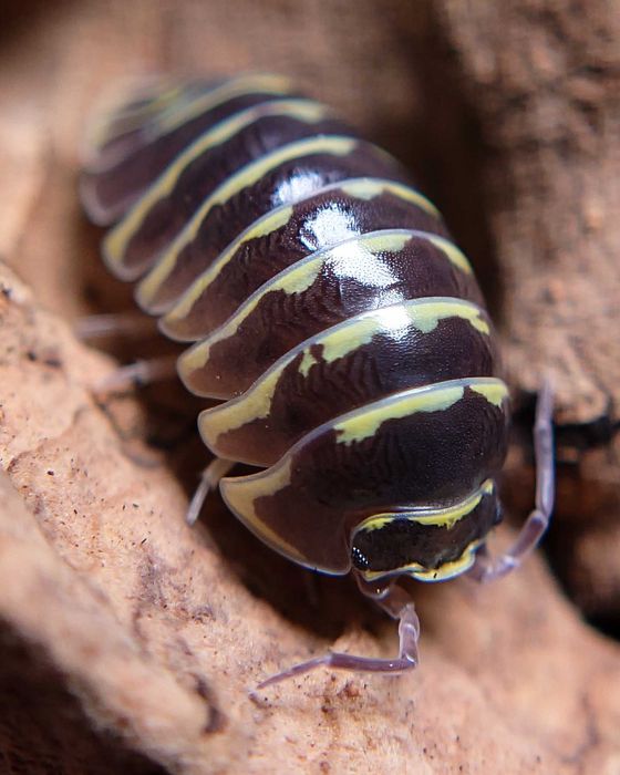 Armadillidium maculatum "Yellow Zebra", isopody, 10 szt.