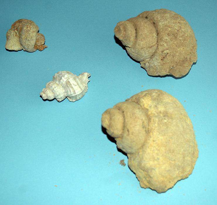 Fósseis históricos