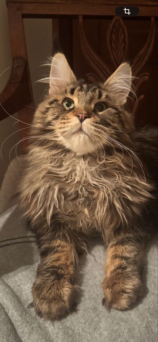 Kocurek Maine Coon