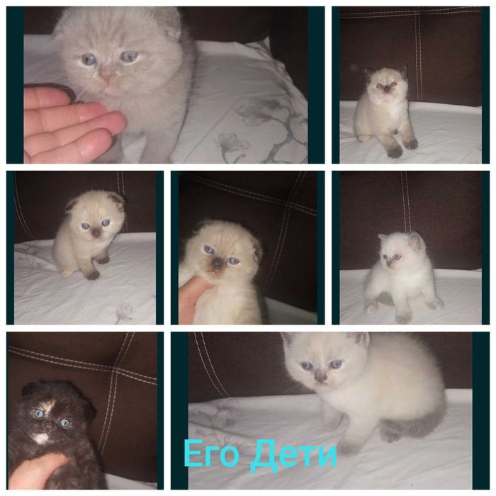 Вязка Шотландский Кот