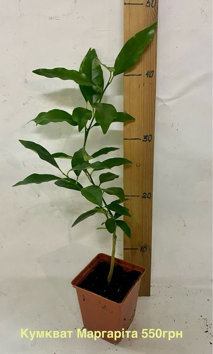 Клементин кумкват апельсин