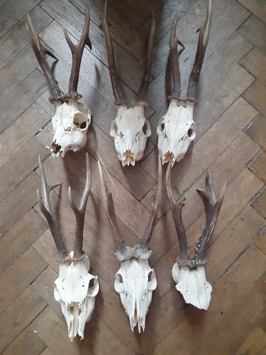 Трофейна колекція