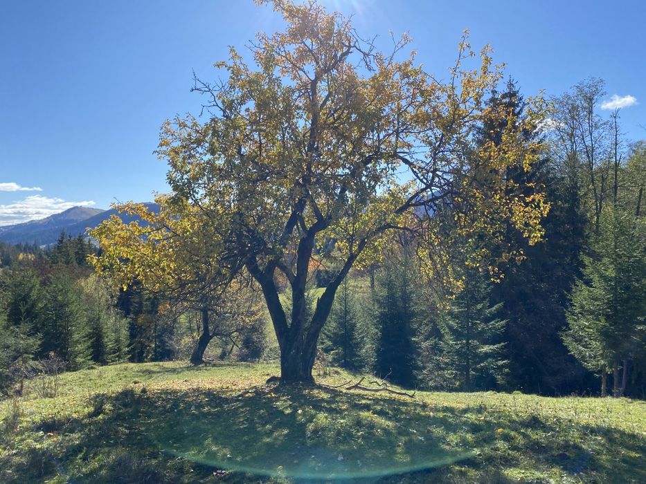 З двох сторін потічки. З трьох сторін дерева. Гарний заїзд