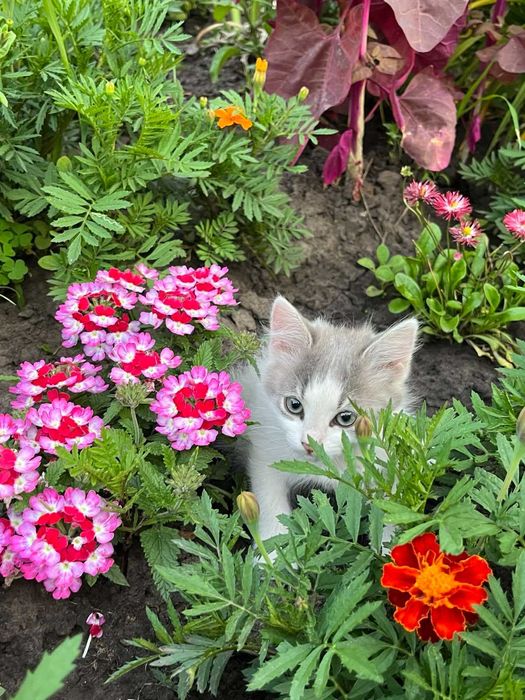 Чотири коти з унікальним характером шукають дім