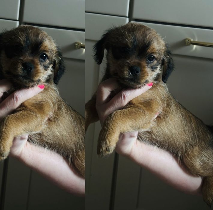 Szczeniaki shih-tzu mieszane z kundelkiem