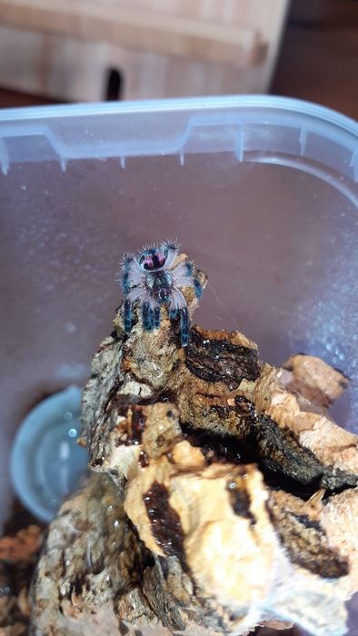 Typhochlaena seladonia L1/2