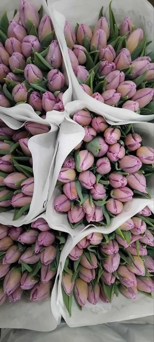 Продам тюльпан оптом від виробника.