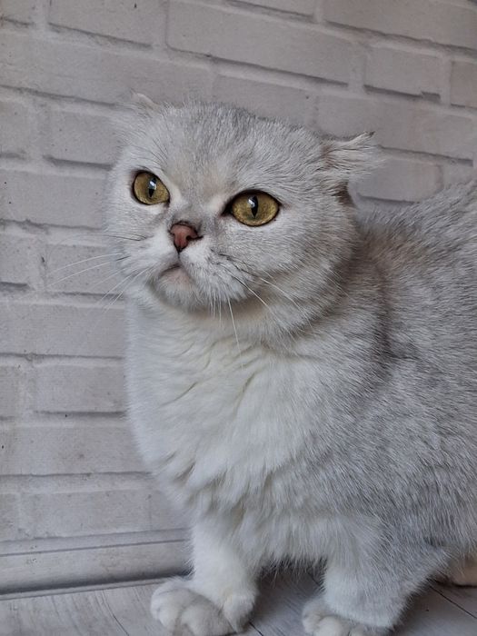 доросла киця срібна шиншила