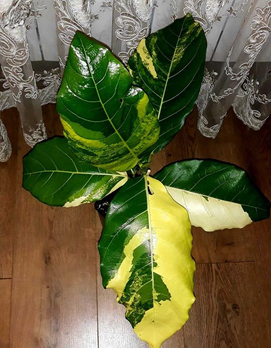 Акція!!! Ficus Septica Select Clone  Aurea. Фікус.Не Філодендрон