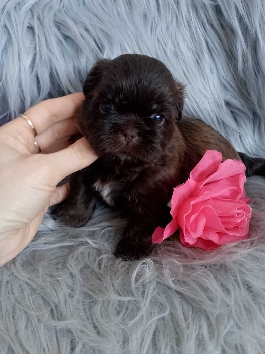 Piękna czekoladowa suczka Shih -Tzu szuka domku