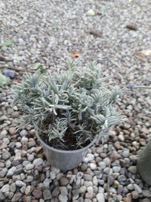 Lawenda cleo patio