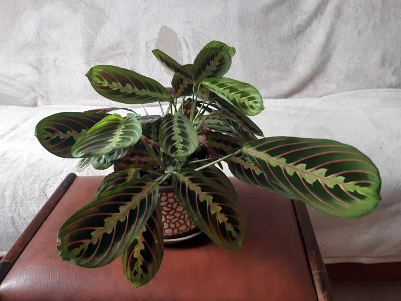 Kwiat kwiatek żywy maranta ładny