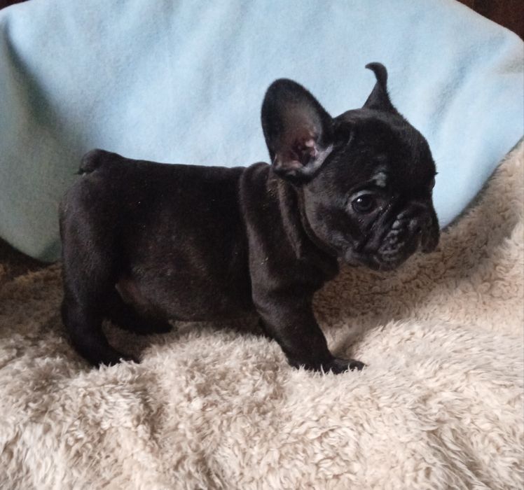 Дівчинка  французький бульдог