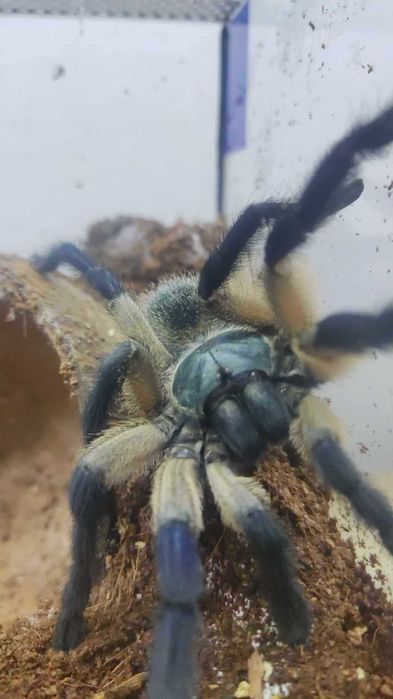 Monocentropus balfouri