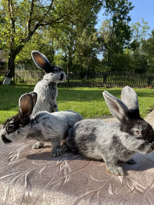 Кролі молді кролики Європейське Срібло