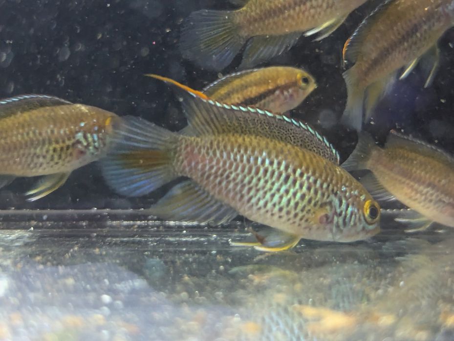 Nannacara anomala akara paskowana