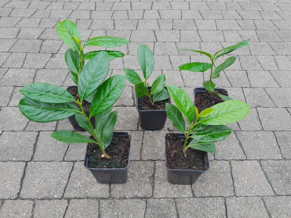 Prunus! Laurowiśnia! Sadzimy! 200 cm! Caucasica! Rotundifolia! Novita!