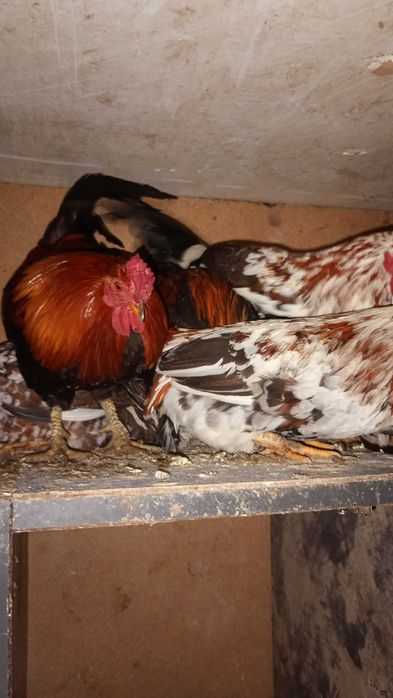 Liliputki ,liliputy koguty