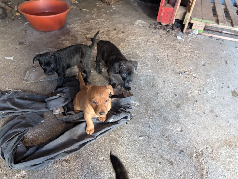 Cães para adoção