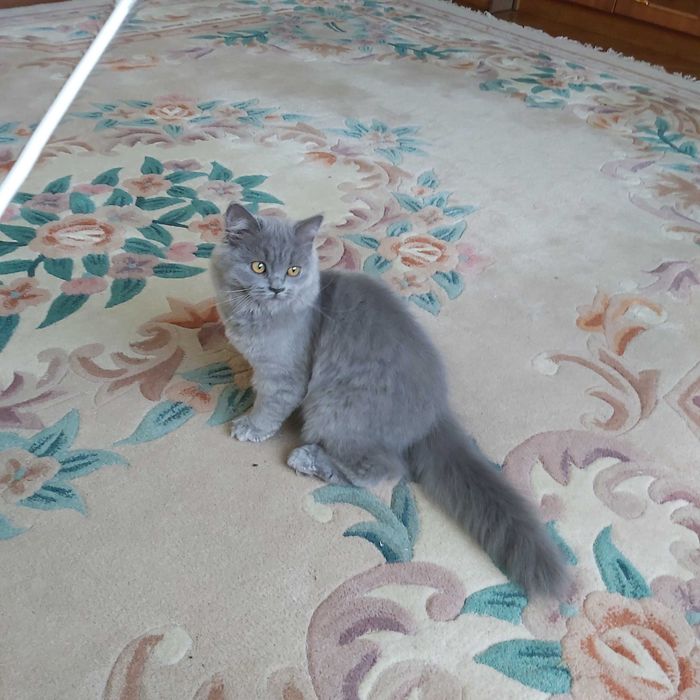 Коти киця шотландська голуба скотіш страйт