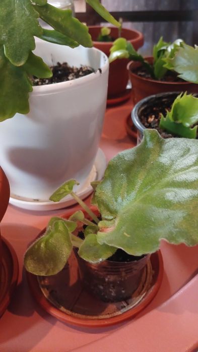 Фиалки цветы на обмен