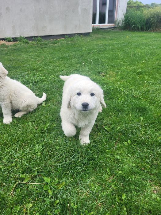 Owczarek podchalański