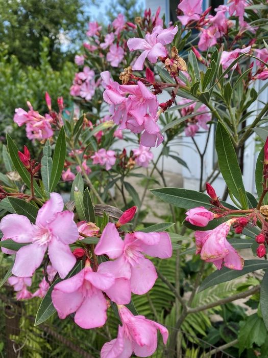 Ореандр (розовый)