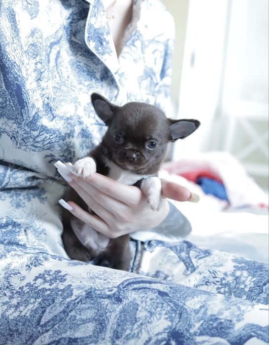 Chihuahua FCI chłopak