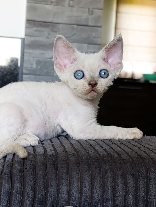 Kocurek Devon rex point rodowód FPL