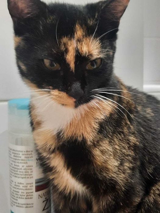 Adoptuj Shirę! – Twoją nową partnerkę do wspólnego czytania książek.