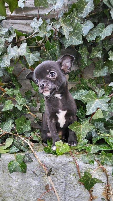 Chihuahua pies piesek