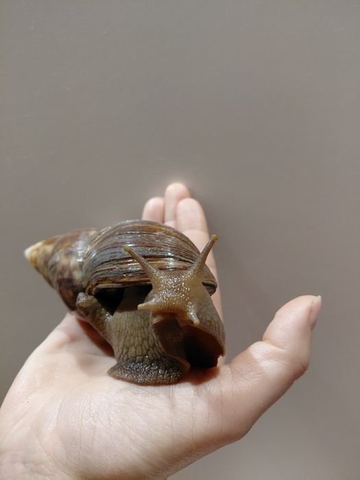 Ślimaki afrykańskie Achatina (Lissachatina fulica)