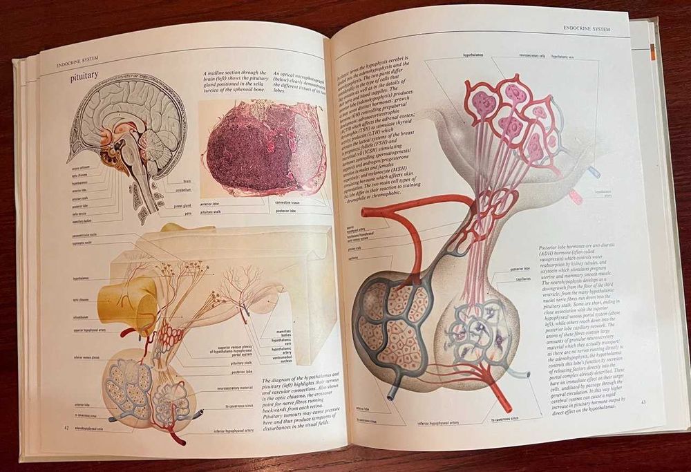 Оригинальное винтажное издание "Атлас анатомии The New Atlas of the Human Body" (1980) на английском