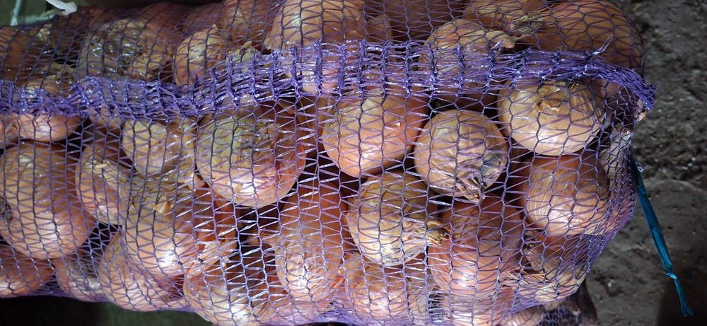 Морква, цибуля, буряк, буряк кормовий