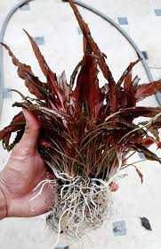 Cryptocoryne Wendtii brown - Planta aquática