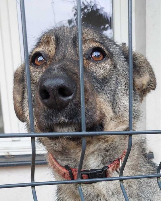 Uroczy Kofik kocha człowieka i szuka idealnego dla siebie!