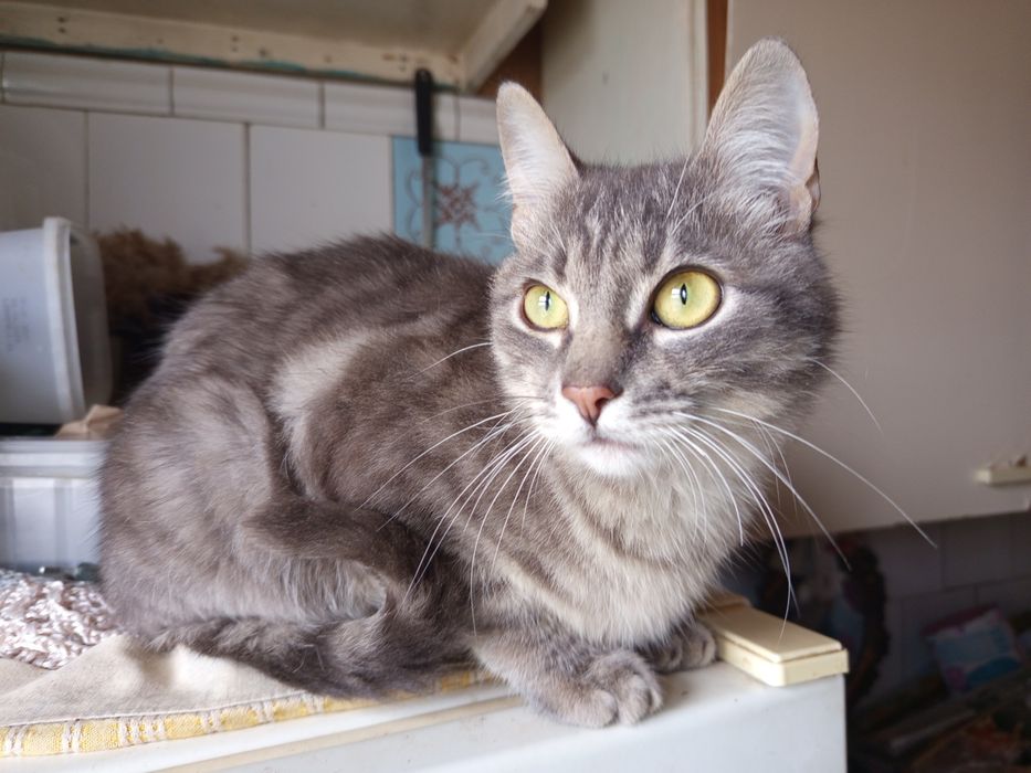 Лагідний Котик Димок