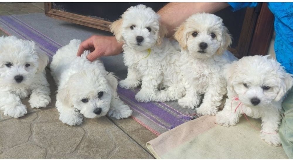 Дівчатка-бішончики