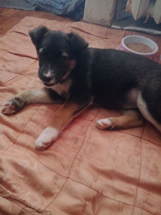 Щенок ищет хозяина!