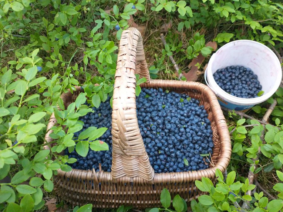 Żurawina leśna miód jagody dżem syrop sok