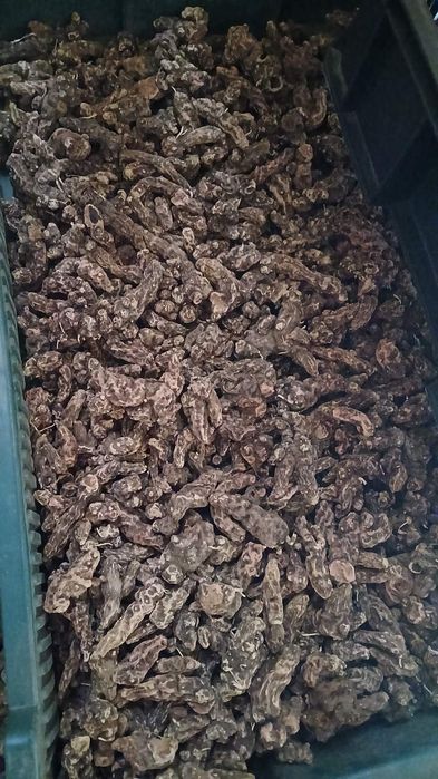 Продам корінь калгану