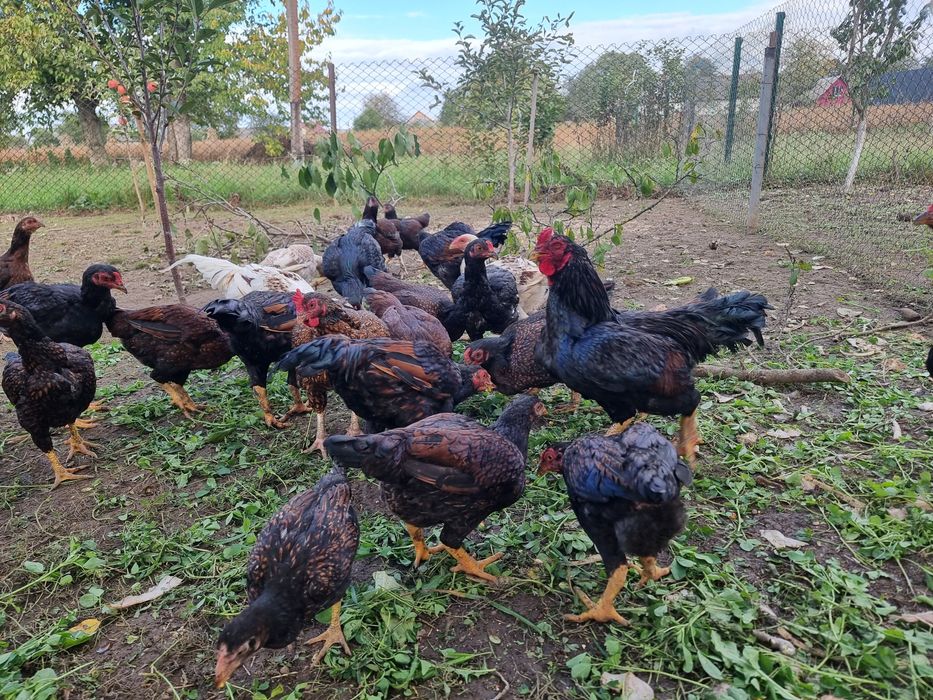 Кури Корніш Індійський