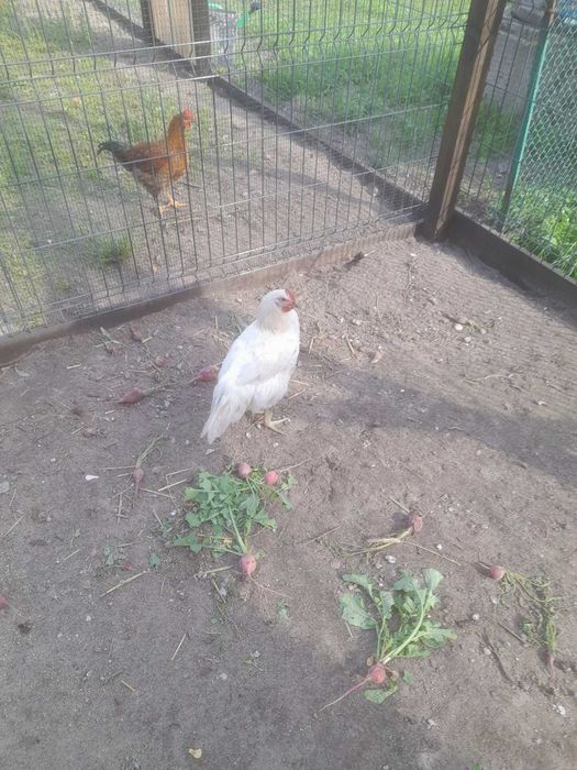 Koguty Australorp i Marans