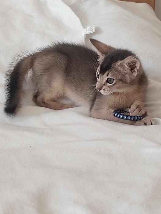 Абісинський хлопчик з документами