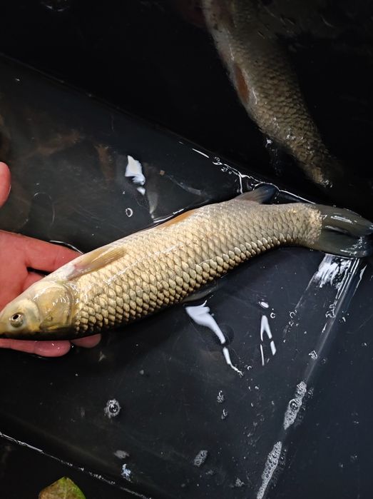Karp lin Amur itp
